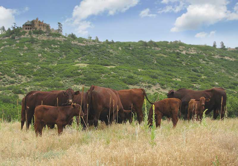 Santa Gertrudis Cattle on Cherokee Ranch
